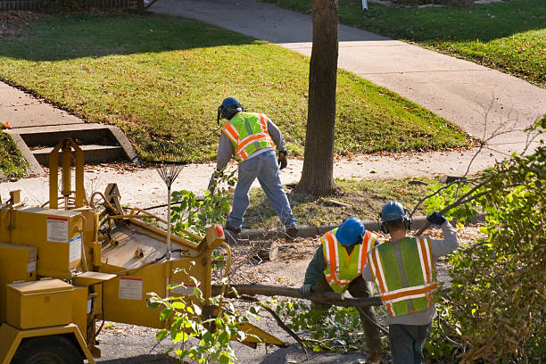 Best Leaf Removal  in Blue Ridge, GA